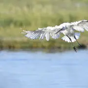 Espèces discrètes et monde secret, photographies par André Gloux