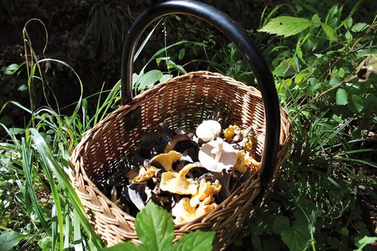 Un panier bien rempli !