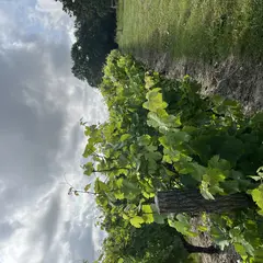 Et si on cuisinait au domaine de Villemont ?