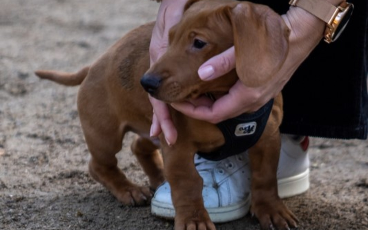Et si votre animal figurait sur votre livret de famille