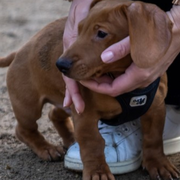 Et si votre animal figurait sur votre livret de famille