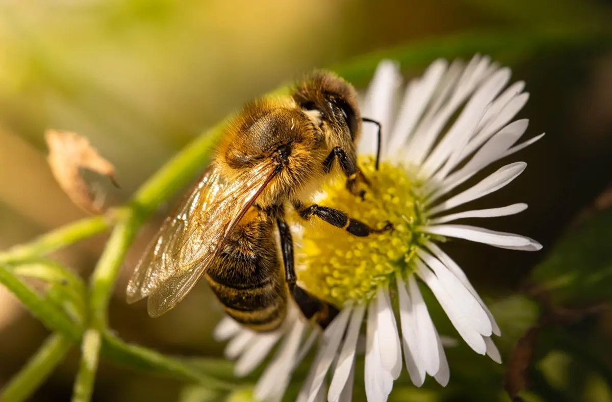 Eté actif | A la rencontre des abeilles | Lac de Gurson