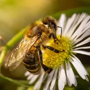 Eté actif | A la rencontre des abeilles | Lac de Gurson