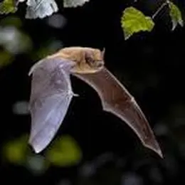 Eté Actif : A la rencontre des demoiselles de la nuit : les chauves-souris