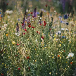 Été actif | Balade découverte des plantes sauvages, comestibles et médicinales