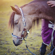 ÉTÉ ACTIF | Équitation à poney pour enfant