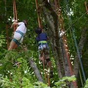 Eté actif : Grimpe d’arbre