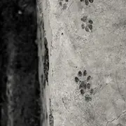 Été actif - Initiation au pistage animalier