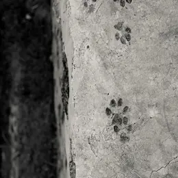 Été actif - Initiation au pistage animalier