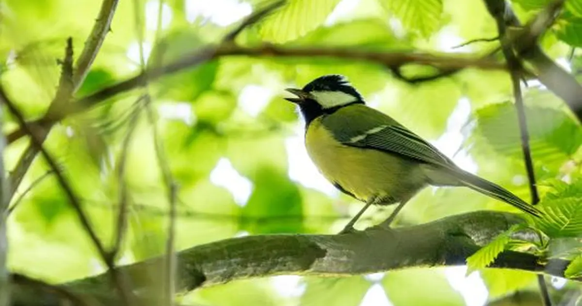 Été actif - Les oiseaux de la forêt et leurs chants.