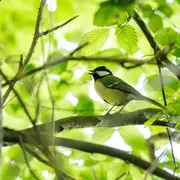 Été actif - Les oiseaux de la forêt et leurs chants.
