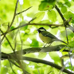 Été actif - Les oiseaux de la forêt et leurs chants.