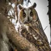 Eté Actif : Randonnée nocturne à la découverte des rapaces et chauves-souris