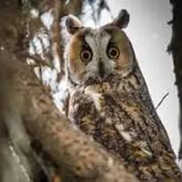 Eté Actif : Randonnée nocturne à la découverte des rapaces et chauves-souris
