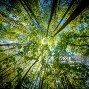 Eté actif : Xylothèque sensorielle