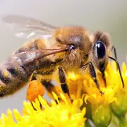 Eté actif Zoom : sur les pollinisateurs