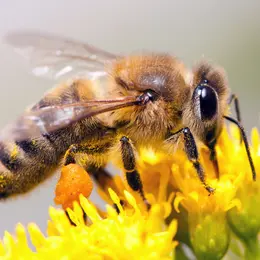 Eté actif Zoom : sur les pollinisateurs