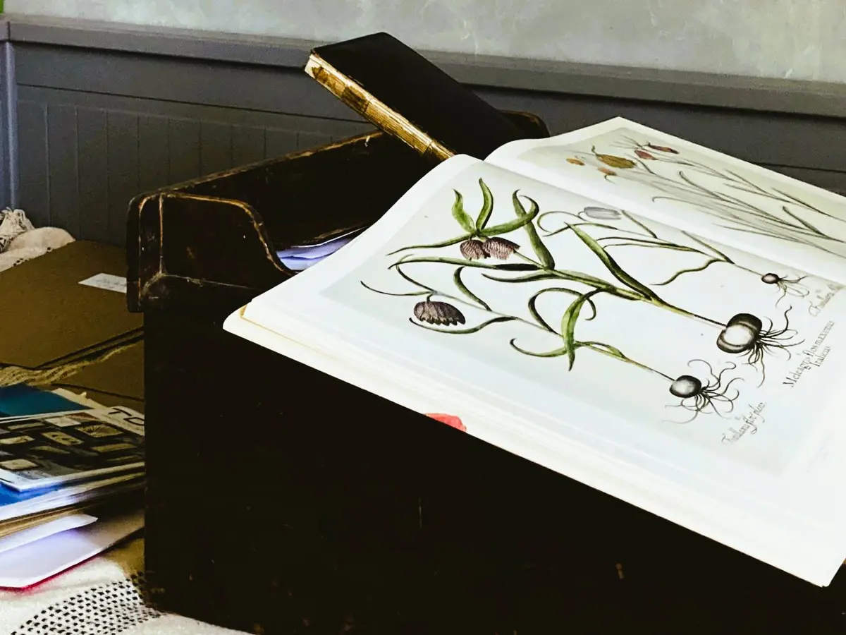 Été Artistique -  Atelier Bas relief Botanique en plâtre avec Marie Laure