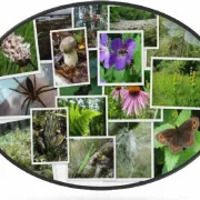 Etude et conservation des libellules