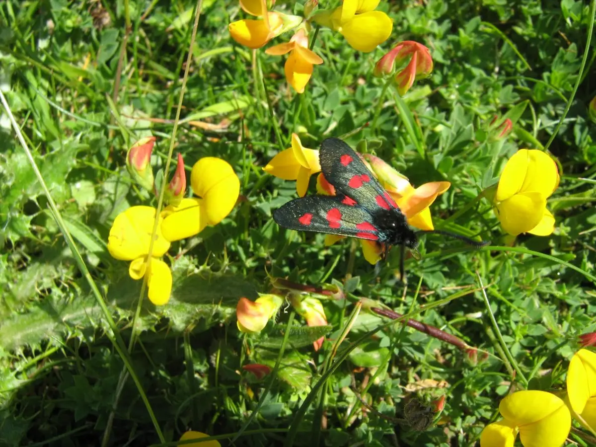 Eveil à la nature dans les dunes de St Georges-de-la-Rivière