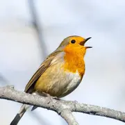 Évènement Nature & Vous - A l'écoute des oiseaux