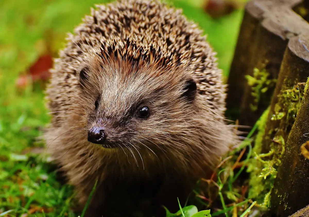 Événement Nature & Vous - A la rencontre du hérisson