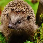 Événement Nature & Vous - A la rencontre du hérisson
