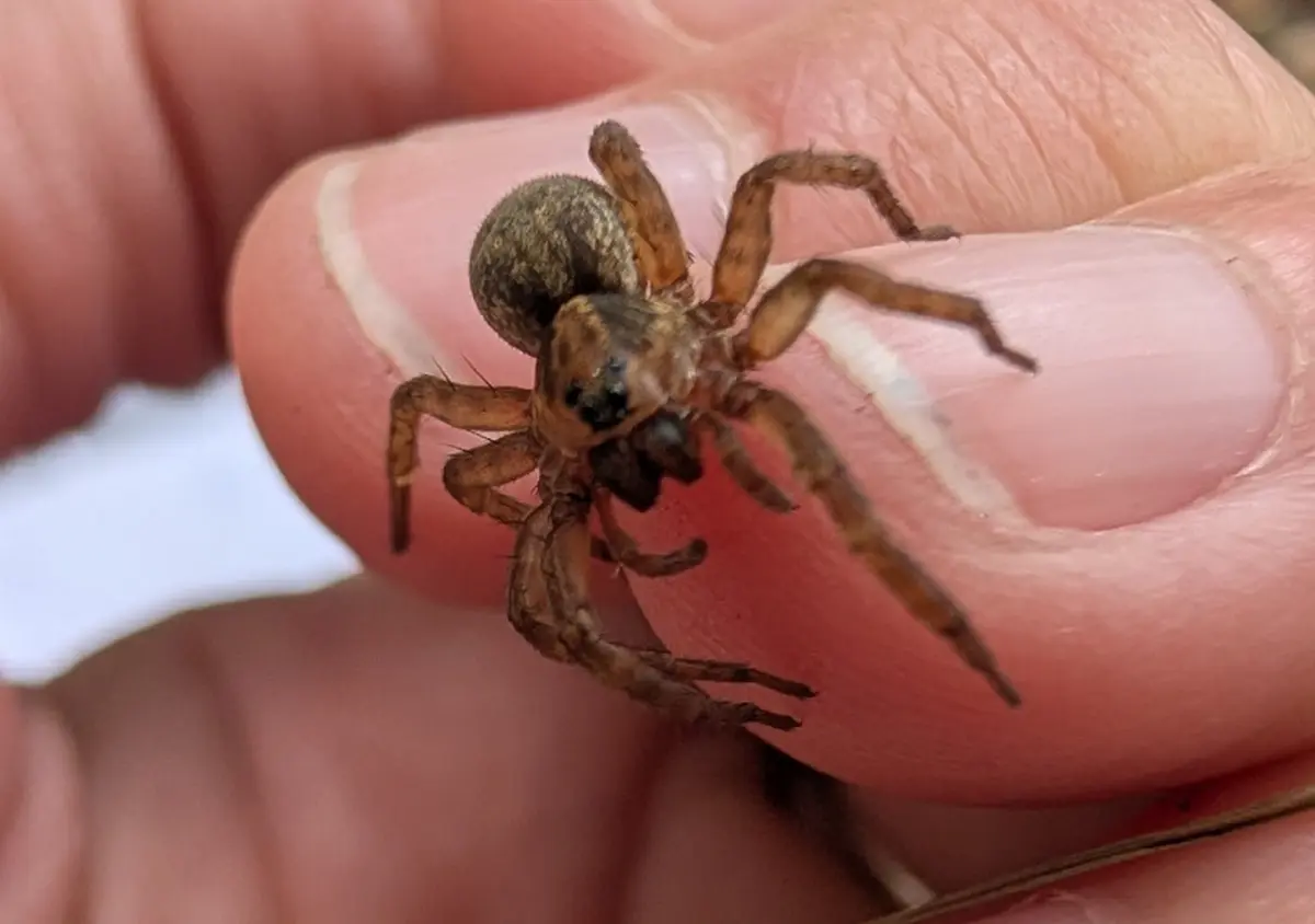 Événement Nature & Vous - Araignées : Et si on changeait de regard ?