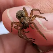 Événement Nature & Vous - Araignées : Et si on changeait de regard ?