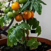 Événement Nature & Vous - Mon balcon se mange !