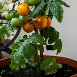 Événement Nature & Vous - Mon balcon se mange !