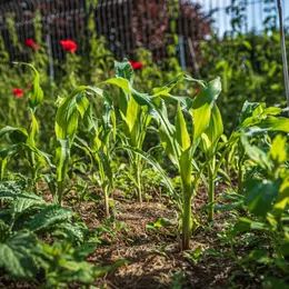 Événement Nature & Vous - Secrets et astuces d'un potager au naturel