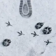Événement Nature & Vous - Sur la piste des animaux