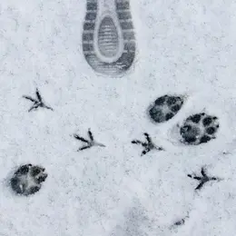 Événement Nature & Vous - Sur la piste des animaux