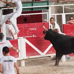 Evenements Club Taurin de Fontvieille 2026