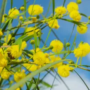 Excursion à Bormes-les-Mimosas