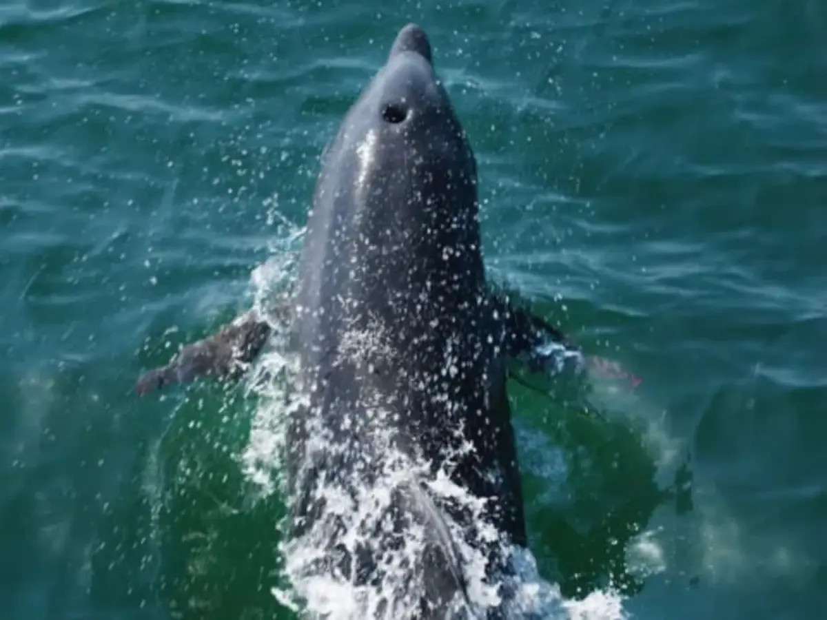 Excursion en bateau vers le gouf de Capbreton (64)