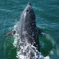 Excursion en bateau vers le gouf de Capbreton (64)