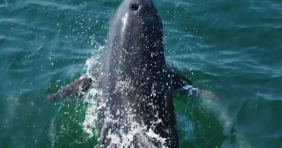 Excursion en bateau vers le gouf de Capbreton (64)