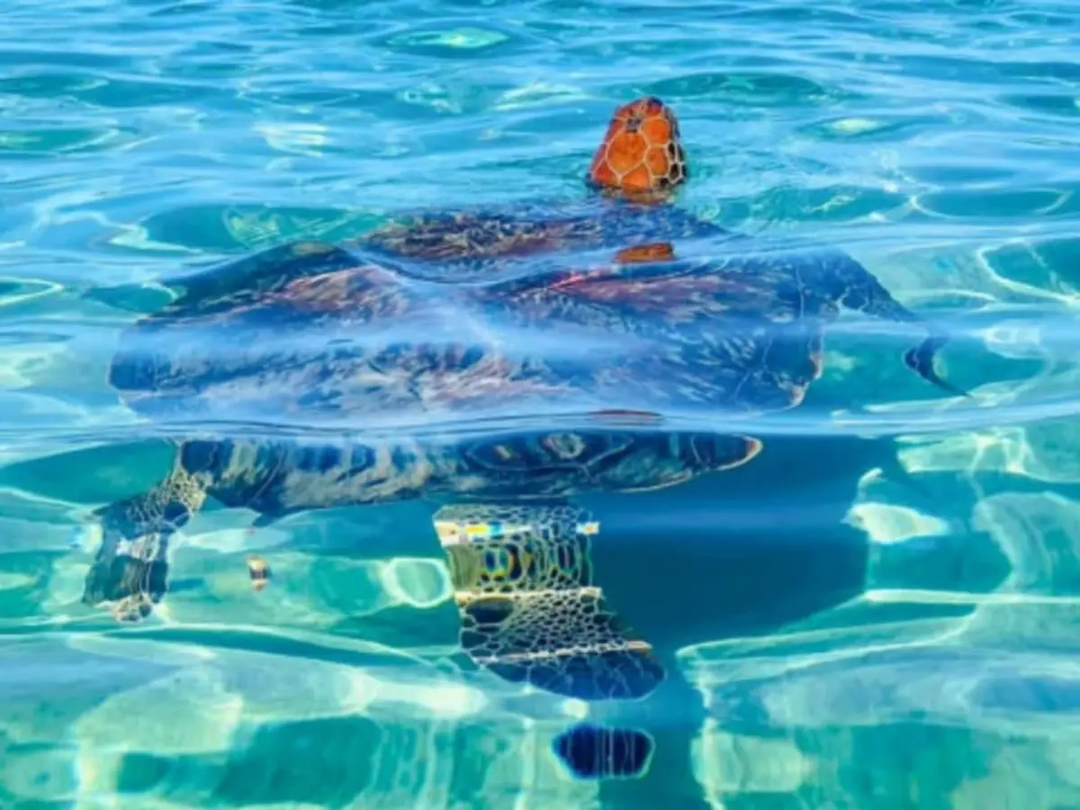 Excursion Tortues Marines & Anses Sauvages en Martinique (972)