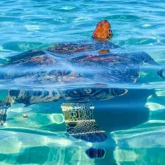 Excursion Tortues Marines & Anses Sauvages en Martinique (972)
