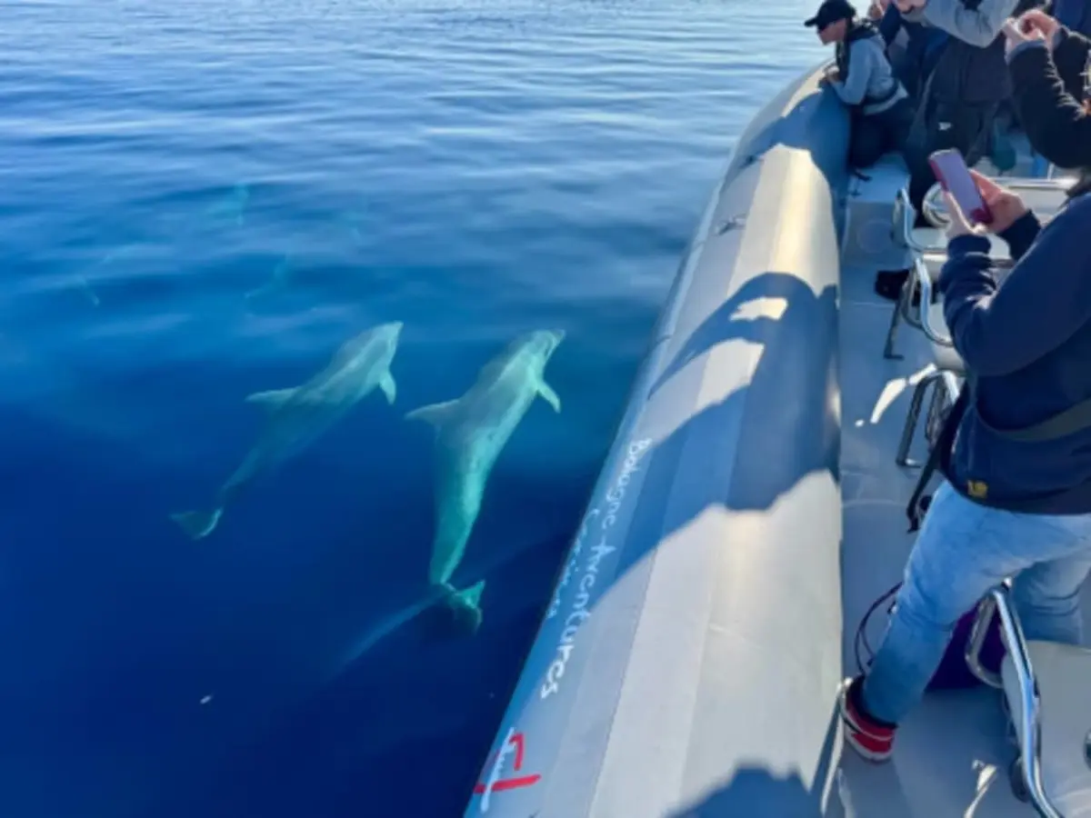 Excursion vers la réserve  de Scandola à Sant'Ambroggio (20)