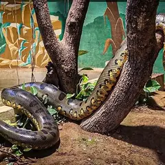 Exotic Park