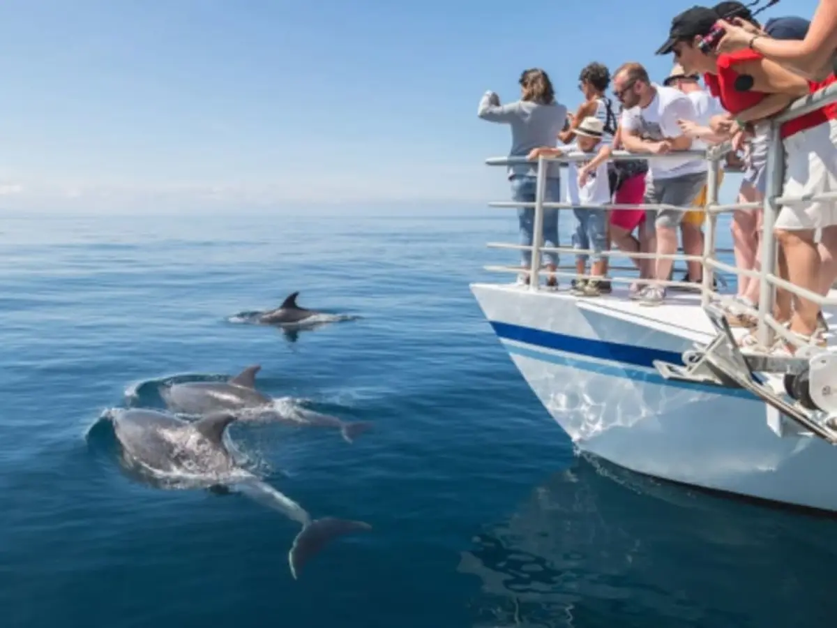 Expédition cétacés à Hendaye (64)