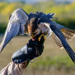 Expérience au plus près des rapaces !
