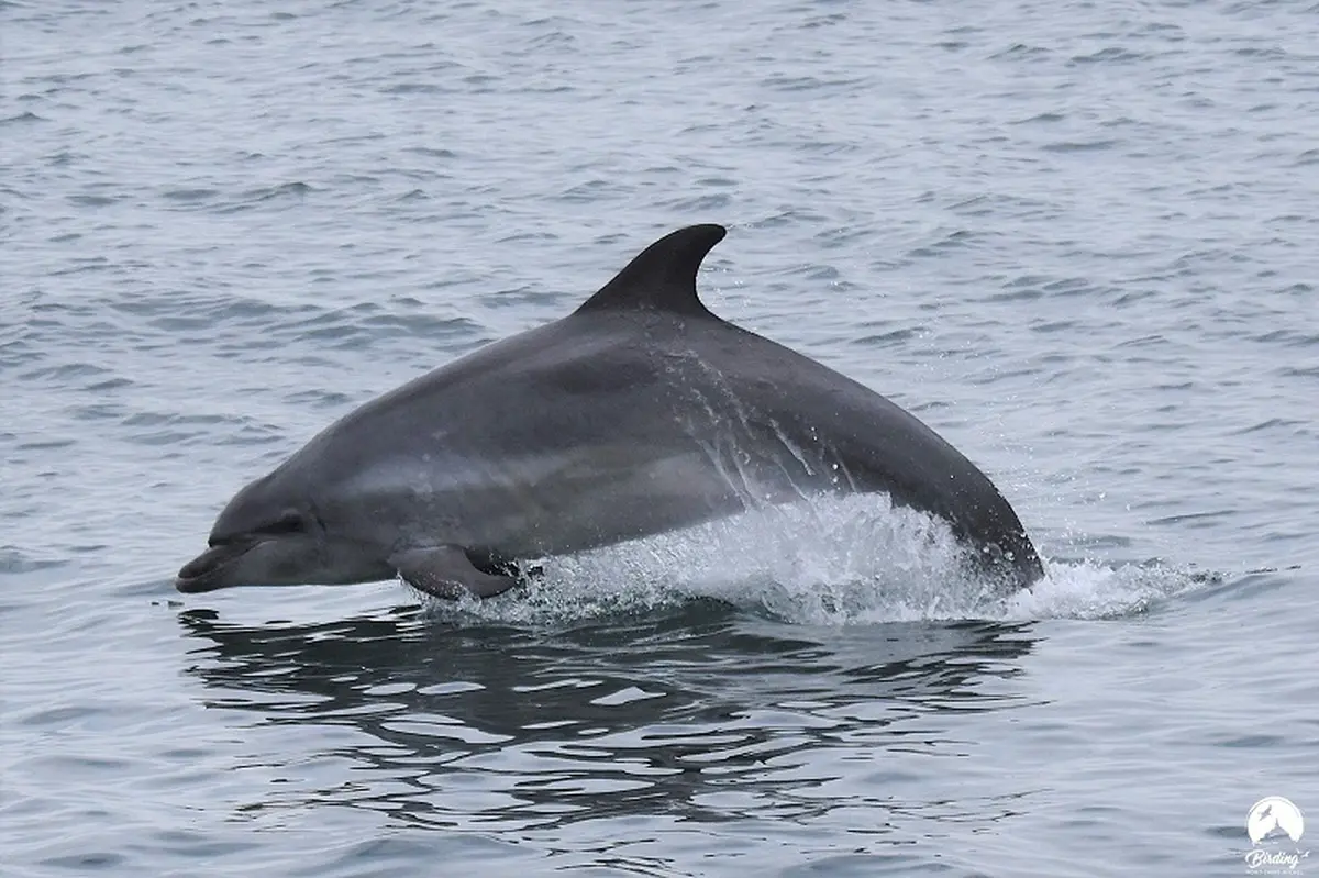 Expérience de Destination : J’observe la faune marine dans les archipels de Chausey et des Minquiers