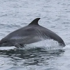 Expérience de Destination : J’observe la faune marine dans les archipels de Chausey et des Minquiers