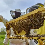 Expérience de Destination : Vivez ma passion avec les abeilles !