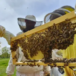 Expérience de Destination : Vivez ma passion avec les abeilles !