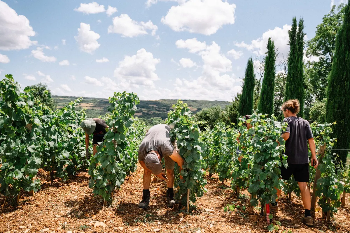 Expérience Vendanges 2026 au Château de la Crée